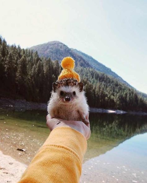 Fabulous Animals Wearing Tiny Hats - I Can Has Cheezburger? Hedgehog Pet, A Hedgehog, Baby Animals Pictures, Cute Hedgehog, Super Cute Animals, Baby Animals Funny, Cute Animal Photos, Cute Animal Pictures