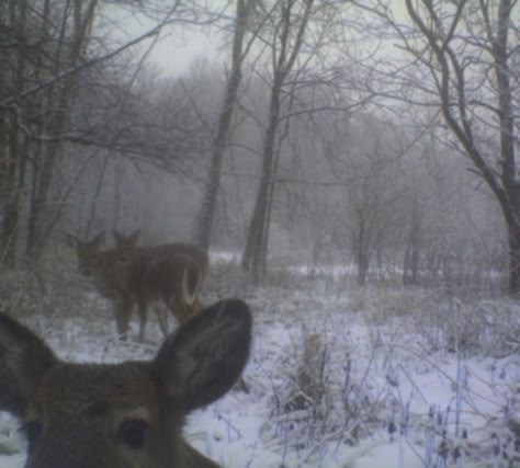 In The Woods, The Snow, Deer, Trees, Instagram Photos, Instagram