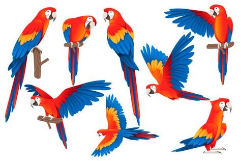 Parrot Cartoon, Macaw Art, Parrot Flying, Parrot Drawing, Scarlet Macaw, Cartoon Bird, Parrots Art, Macaw Parrot, Cartoon Birds