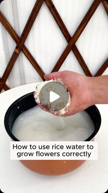 Gardening Tips | Use fermented rice water properly #garden #gardening #plants #planting #planthacks #gardenhacks #gardeningmakemehappy #gardeningtips... | Instagram Rice Water For Plants, Rice Warmer, Fermented Rice Water, Gardening Indoors, Fermented Rice, Gardening Hacks, Gardening Plants, Rice Water, Fertilizer For Plants