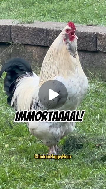 Chicken Running, Happy Hour, Chickens Backyard, I Laughed, Funny Animals, Funny, Animals, Instagram