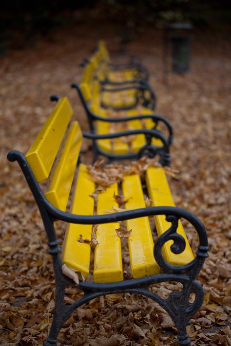 Golden benches Cast Iron Bench, Park Benches, Iron Bench, Street Furniture, Garden Seating, Chair Bench, Garden Bench, Mellow Yellow, Park Bench