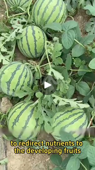 Watermelon Garden Ideas, Planting Watermelon, Watermelon Growing, Watermelon Garden, Garden Soil Mix, Garden Prep, How To Grow Watermelon, Garden Prepping, Watermelon Plant