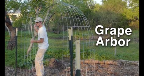 overhead trellis - Brave Search Cattle Panel Trellis, Arch Way, Arbor Trellis, Grape Vine Trellis, Diy Arbour, Grape Trellis, Grape Arbor, Trellis System, Wire Trellis