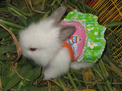 OMG! A tiny bunny in a dress! | Flickr - Photo Sharing! Bunny Wearing Clothes, Bunny In Dress, Somebunny Loves You, Rabbit Pictures, Funny Baby Pictures, Cute Bunny Pictures, Tiny Bunny, Baby Animals Pictures, Bunny Pictures