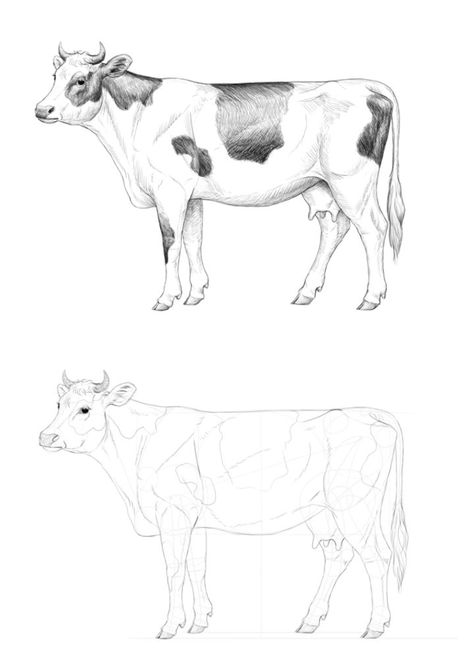 How to Draw a Realistic Cow Cow Pictures Drawing, Cow Drawing Sketch, Cow Drawing Reference, Dairy Cow Drawing, Cow Drawing Simple, Cow Drawing Cute, Cow Tutorial Drawing, Cow Drawing Realistic, Cow Drawing Pencil