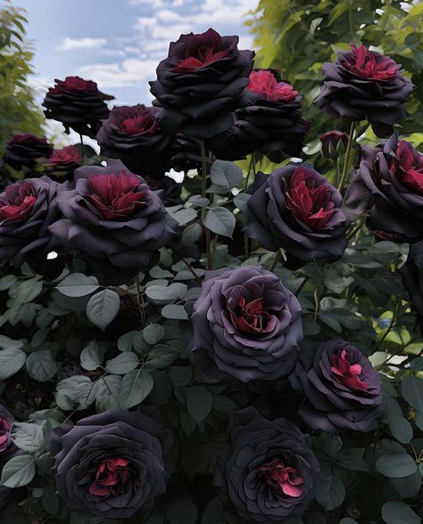 Goth Plants, Wedding Nightmare, Black Baccara, Wallpaper Galaxy, Gothic Flowers, Black Peony, Goth Garden, Gothic Garden, Vintage Flowers Wallpaper