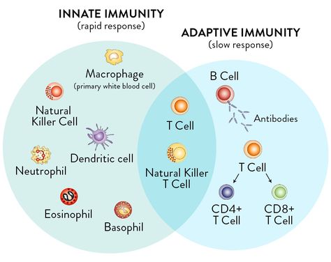 Innate and Adaptive Immune System Adaptive Immunity, Adaptive Immune System, Medical Laboratory Science, Nursing School Survival, Nursing School Studying, Nursing School Tips, Medical School Studying, Nursing School Notes, Human Anatomy And Physiology