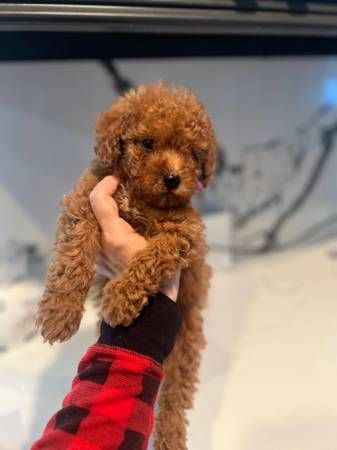 Red Toy Poodle Puppies Red Toy Poodle Puppy, Red Poodle Puppy, Red Teacup Poodle, Chocolate Poodle Toy, Toy Poodles For Sale, Red Toy Poodle, Sable German Shepherd Puppies, Cockapoo Puppies For Sale, Toy Poodle Puppy