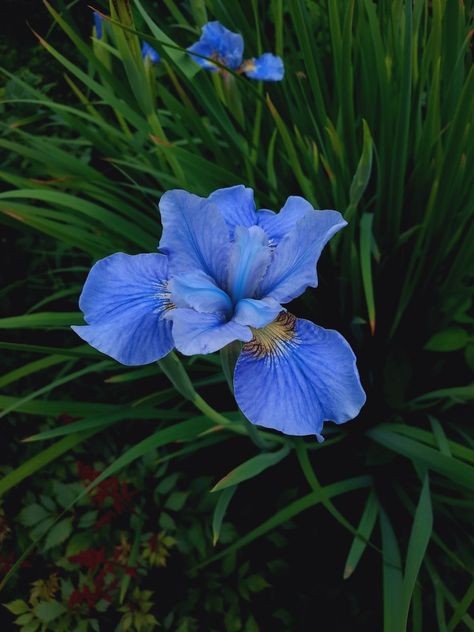 Blue Iris Aesthetic, Narssicus Flower, Narcissus Aesthetic, March Aesthetic, Pjo Oc, Nature Places, Aesthetics Wallpaper, Narcissus Flower, Daffodil Flower