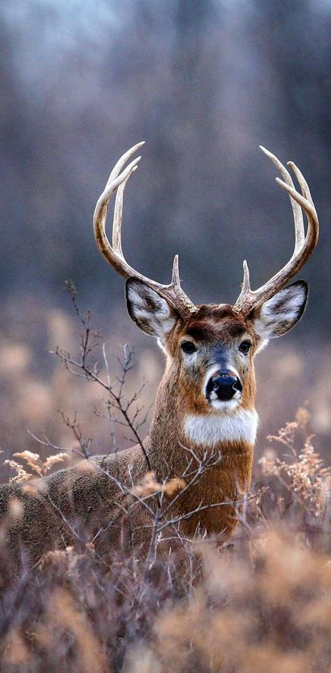 Whitetail Deer Photography, Hunting Wallpaper, Whitetail Deer Pictures, Hunting Dogs Breeds, Deer Photography, Deer Wallpaper, Wild Animals Photography, Deer Photos, Deer Pictures