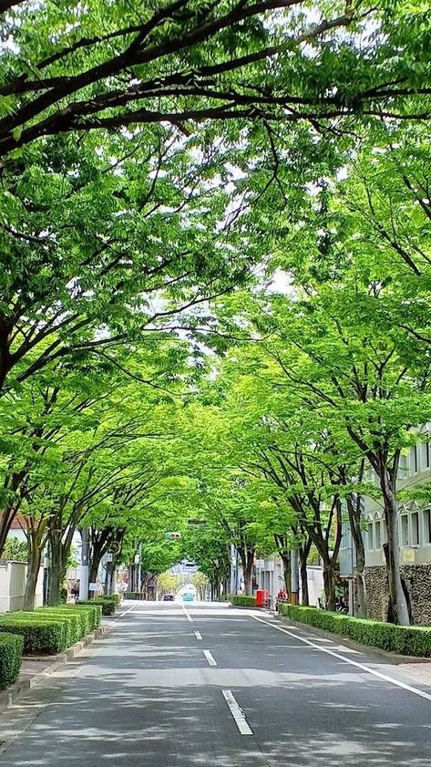 Green Tunnel, Phoenix Artwork, Badakhshan Afghanistan, Street Background, City Tree, Diwali Photos, City Decor, Building Aesthetic, Street Trees