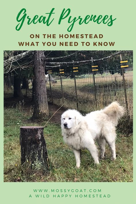 Great Pyrenees working on the homestead Great Pyrenees Livestock, Livestock Dog, Dog Great Pyrenees, Best Farm Dogs, Livestock Guardian Dog Breeds, Farming Tips, Great Pyrenees Australian Shepherd Mixes, Pyrenees Mountain Dog, Great Pyrenees Puppy