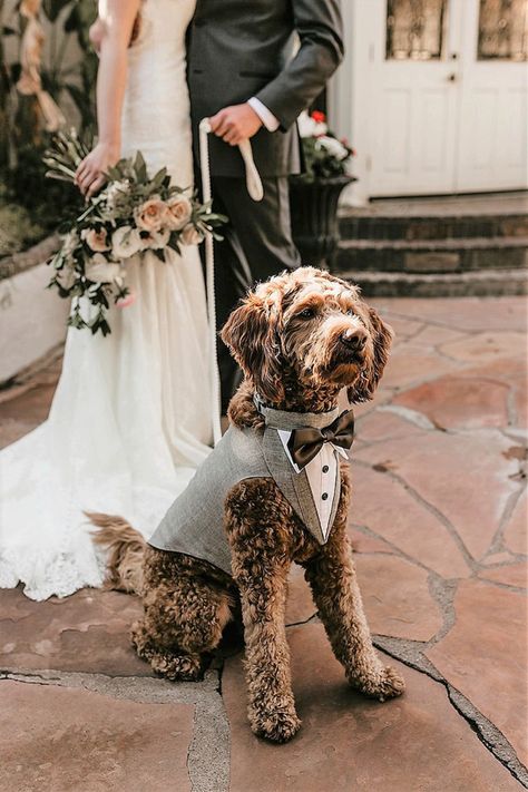 Dog Wedding Outfits, Formal Dog, Dog Wedding Attire, Dog Tuxedo, Dog Suit, Weddings By Color, Wedding Pets, Tuxedo Wedding, Dog Wedding