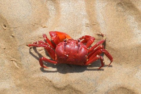 Crab Aesthetic, Sea Crab, Disney Pixar Movies, Water Animals, Pixar Movies, Red Sea, Ocean Animals, Sea Animals, Mulan