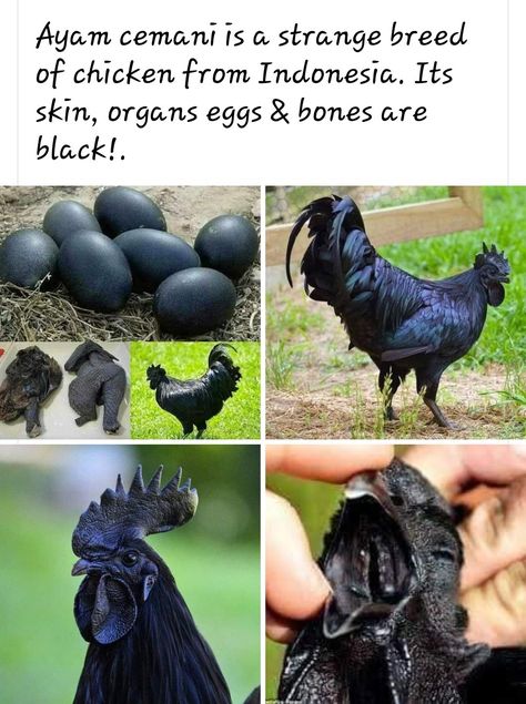 Nest Craft, Ayam Cemani, Farm Tips, Yard Animals, Bird Nest Craft, Fancy Chickens, Chicken Mom, Black Chickens, Crazy Chicken