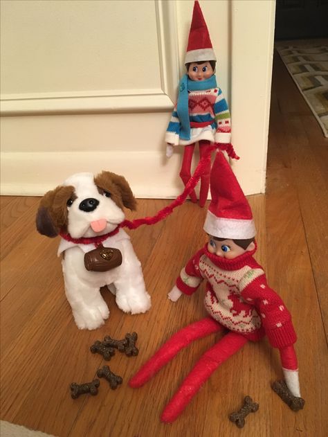 Elf on the shelf.  James and Meebles walking their St. Bernard elf pet.  They also have tiny dog treats for good behavior Elf On The Shelf Ideas With Elf Pets, Elf And St Bernard Ideas, Elf And Elf Pet Ideas, Elf On The Shelf Pet Ideas St Bernard, Elf On The Shelf Pets Ideas, Elf On The Shelf Dog Ideas, Elf Pet Ideas, Elf On The Shelf Pets, Elf On The Shelf Pet Ideas