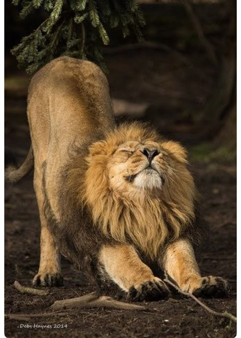 Time to rise and shine: big lion, big stretch. Lion Kings, Tattoo Lion, Chester Zoo, Animal Anime, Beautiful Lion, Lions Photos, Lion Love, Tiger Illustration, Lion King Art