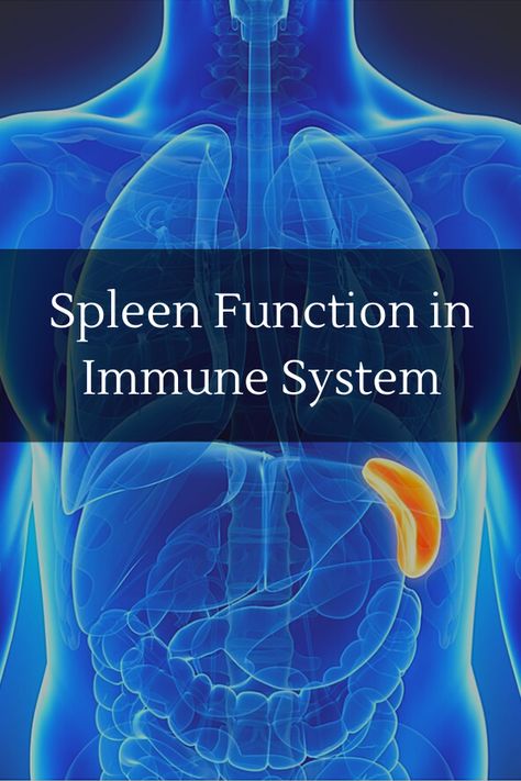 Spleen Function Spleen Function, Blood Sugar Level Chart, Blood Sugar Test, Lower Blood Sugar Naturally, Blood Sugar Diet, Doctor Advice, Health And Fitness Magazine, Natural Cough Remedies, Daily Health Tips