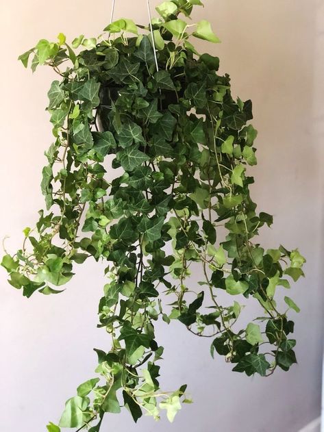 English Ivy plant with long vines of green, leathery, lobed leaves English Ivy Plant, Ivy Plant, Air Cleaning Plants, Live House Plants, Air Purifying House Plants, Household Plants, English Ivy, Ivy Plants, Hanging Plants Indoor