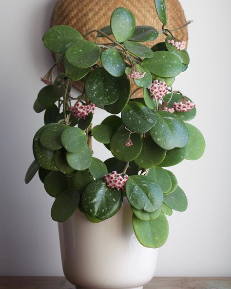 Hoya obovata in full bloom. #hoyaobovata Evergreen Climbers, Hoya Obovata, Hoya Plant, Plants Care, Dream Plants, 70s House, Houseplant Care, Bathroom Showers, Inside Plants