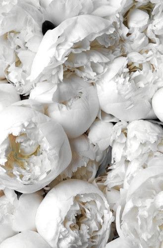 White Peonies, White Flowers, Peonies, Flowers, White