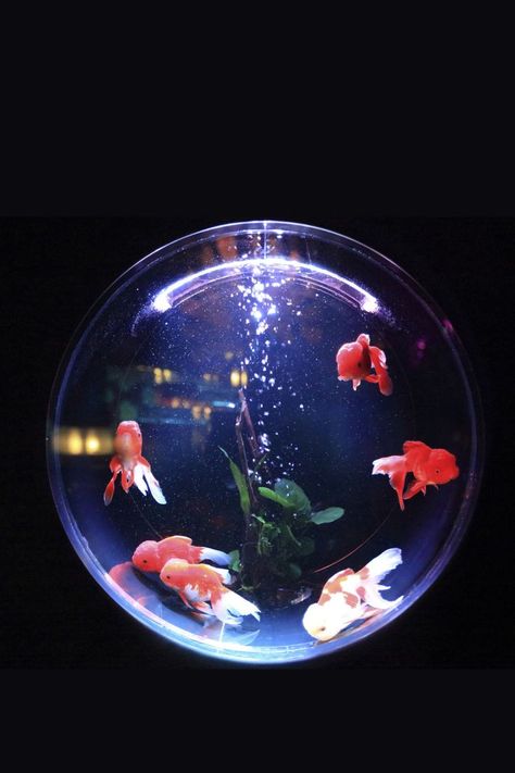 Indoor Aquarium Aquarium Pfp, Aquarium Widget, Fish Tank Wallpaper, Round Aquarium, Indoor Aquarium, Trip Moodboard, Round Fish Tank, Aquarium Aesthetic, Toh Oc