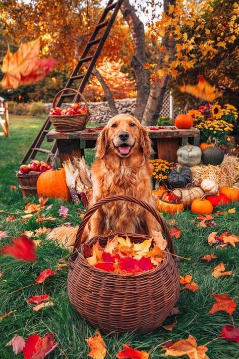 Aesthetic Fall Vibes, Cozy Fall Aesthetic, Thanksgiving Photos, Classy Girls Wear Pearls, Thanksgiving Pictures, Thanksgiving Wallpaper, Dog Photoshoot, Classy Girl, Best Dog Breeds