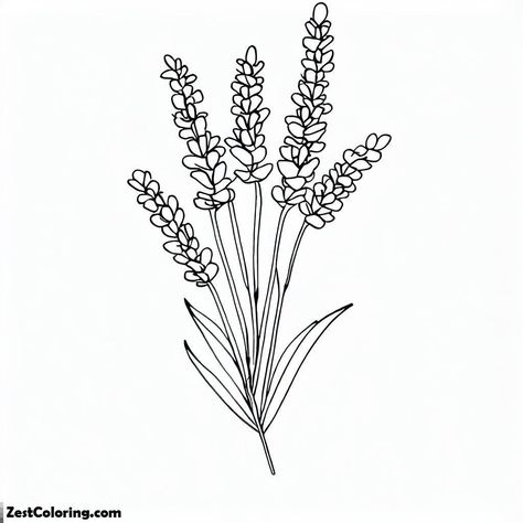 Lavender Outline Drawing, Lavender Flowers Sketch, Lavender Sketch Simple, Lavander Drawings Simple, Coloring Pages Flowers Simple, Lavender Drawing Simple, Lavender Flowers Drawing, Lavender Line Drawing, Lavender Flower Drawing