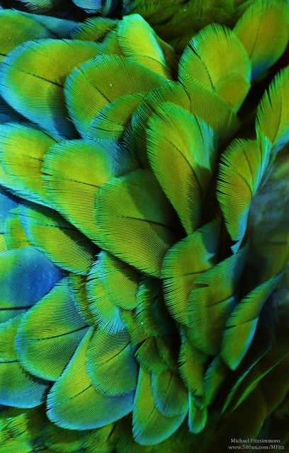 Macaw Feathers, Green With Envy, Colorful Birds, Color Stories, Patterns In Nature, Birds Of Paradise, Color Textures, Birds Of A Feather, Green Aesthetic