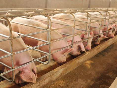 Will Robinson, Pig Feed, Pig Breeds, Raising Pigs, Steel Furniture Design, Pig Farm, Farming Business, Pig Farming, The Barbarians