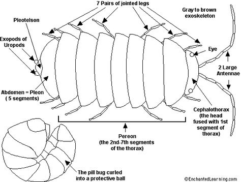 Pill bug Printout- EnchantedLearning.com Pill Bugs, Potato Bugs, Woodlice, Pill Bug, Rid Of Bed Bugs, Bug Crafts, Kindergarten Science, Roly Poly, Preschool Science