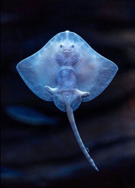 The underside of a juvenile Thornback Ray (Raja clavata) Protect Nature, Underwater Animals, Save Our Oceans, Beautiful Sea Creatures, Underwater Life, 3d Modelle, Ocean Conservation, Marine Animals, Ocean Creatures