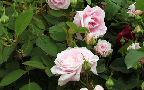 Queen Anne was named to celebrate the tercentenary of Ascot racecourse, founded by Queen Anne in 1711. Another pink scented English rose, it is quite upright, bushy and has few thorns.  Picture: ALAMY Rose Care, English Rose, English Roses, Rose Garden, Queen Anne, Love Flowers, Beautiful Roses, Garden Inspiration, Rose Flower