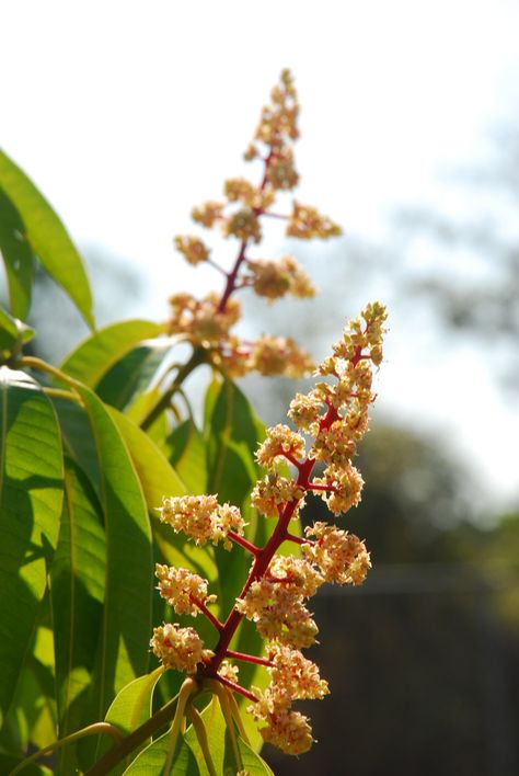 The mango tree is now flowering! (2012) Mango Tree Images, Mango Flower, Mandarin Tree, Mango Trees, Dj Photos, Art Village, Mango Tree, Wallpaper Flowers, Motif Batik