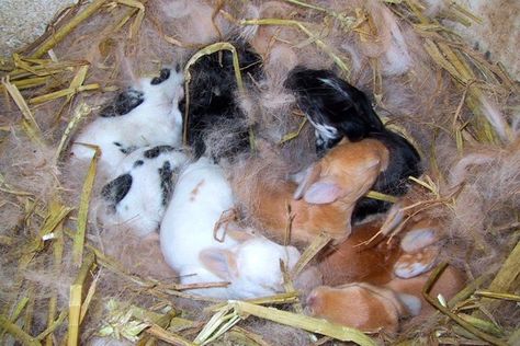 Rabbit Reproduction Basics - LafeberVet Rabbit Nest, Baby Rabbits, Female Rabbit, Meat Rabbits, All About Rabbits, Raising Rabbits, Rabbit Pictures, Bunny Care, Baby Fish