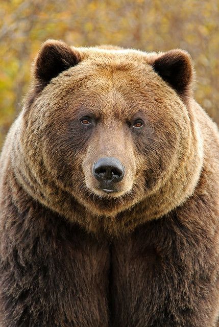 Pet Portraits Photography, Closeup Portrait, Bear Photos, Bear Face, Fluffy Animals, Native American Art, Nature Animals, Brown Bear, Collage Art