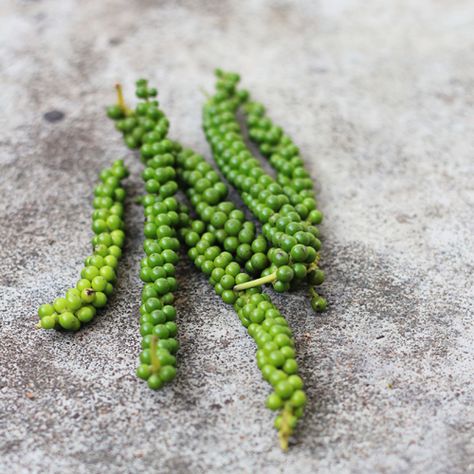 green peppercorns Piper Nigrum, Pepper Plant, Green Peppercorn, Asian Spices, Plant Fungus, Easy Asian, Easy Asian Recipes, Spice Shop, Pepper Plants