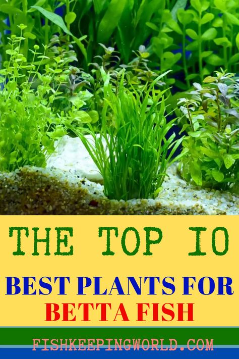 When setting up the aquarium for your Betta fish, don’t forget to add live plants. Fish Keeping World knows exactly what plants are most suited for this beautiful fish. Check out our guide that offers 10 of the best plants that will make your Betta happy. While nine of them are live the 10th option includes fake plants. We will explain the characteristics and features of each plant and why they are good for your fish, including their maximum height, hardiness, how to care, and more. Read more... Best Live Plants For Beta Fish, Betta Fish With Live Plants, Beta Tank Plants, Beta Fish Enrichment, Best Plants For Betta Tank, Live Plants In Fish Tank, Live Plants For Betta Tank, Plants For Beta Fish Bowl, Betta Fish Plants