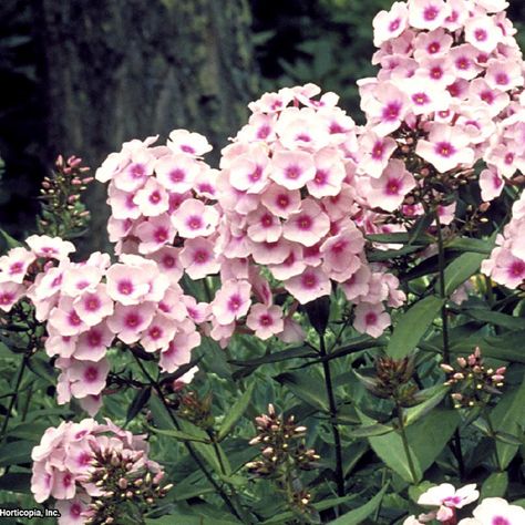 Phlox Plant, Moss Phlox, Phlox Flowers, Rosen Beet, Perennial Ground Cover, Phlox Paniculata, Hgtv Garden, Diy Garden Fountains, Red Blossoms