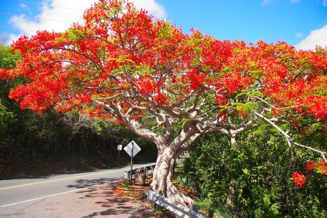 The Flamboyant Tree: So Much More Than a Plain Old Tree Flamboyant Tree, Golden Rain Tree, Downstairs Bar, Delonix Regia, Landscape Curbing, Flame Tree, Tropical Flower Plants, Tropical Painting, Street Trees