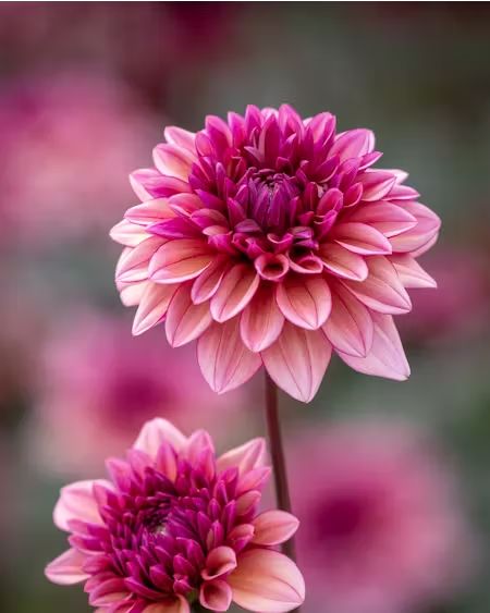 Exclusives to us Sarah Raven, Perennial Bulbs, Cottage Garden Plants, Ground Cover Plants, Most Beautiful Flowers, Plant Cuttings, Dahlia Flower, Pink Petals, Herb Seeds