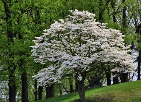 flowering dogwood Flowering Dogwood Tree, Dogwood Shrub, Flowering Dogwood, Flowers Winter, Dogwood Tree, Pollinator Plants, Winter Berries, Live Tree, Dogwood Trees