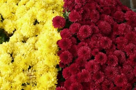 Celebrate the variety of mum colors with these creative mixes. Flowers To Plant In Spring, Peas Garden, Red Mums, Garden Mums, Garden Palette, Flowers To Plant, Sedum Plant, Garden Mum, Thanksgiving Flowers