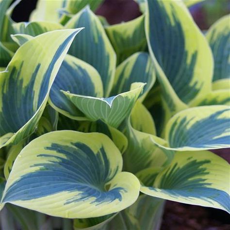 Slope Landscaping, Blue Hosta, Hosta Varieties, Flower Factory, Shade Garden Plants, Hosta Gardens, Hosta Plants, Garden Compost, Most Beautiful Gardens