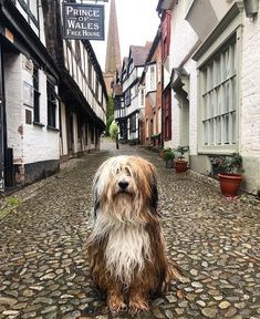 Tibetan Terrier Puppy, Tibet Terrier, Dog Types, Every Dog Breed, Surrounded By Love, All Breeds Of Dogs, Dog Stocking, Cutest Puppies, Tibetan Terrier