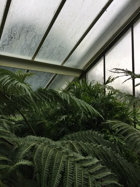 aesthetic green leaves ivy palm kew gardens grunge vintage garden palm house Lush Greenery Aesthetic, Vintage Plants Aesthetic, Lush Green Aesthetic, Ivy Green Aesthetic, Horticulture Aesthetic, Vintage Garden Aesthetic, Green Garden Aesthetic, Terra Aesthetic, Green Leaves Aesthetic