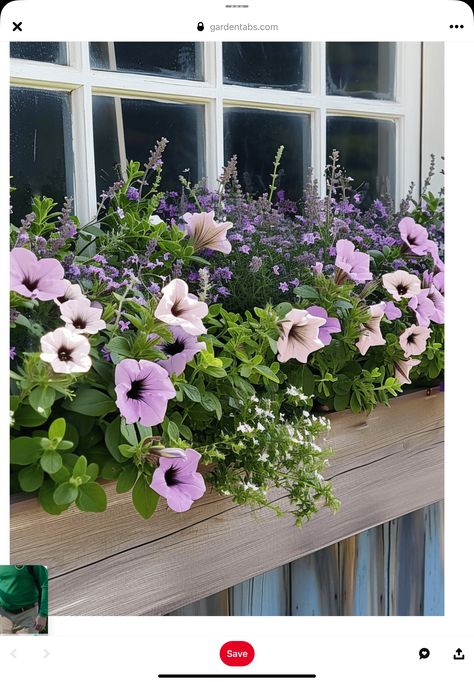 Patio Box Planters, Petunia Planter, Window Box Ideas, Wooden Flower Boxes, Front Porch Plants, Summer Window, Purple And White Flowers, Railing Planters, Window Box Flowers