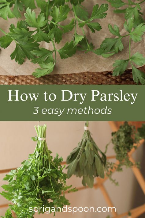 Learn how to dry fresh parsley in the oven to preserve it for later. Using any of these three easy methods to dry parsley is a great way to make it last for months to come. Drying Parsley Hang, Recipes That Use Parsley, Drying Parsley, Fresh Parsley Recipes, Drying Fresh Herbs, Parsley Plant, Parsley Recipes, Dried Bay Leaves, Food Preserving