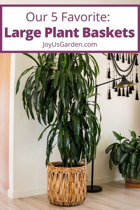 Are you looking for large baskets for houseplants? We've rounded up our favorite extra large baskets for plants, floor plant baskets, large indoor plant baskets, large plant baskets, plant baskets large size, & wicker baskets for indoor plants. Plant baskets add so much to home decor. Happy shopping! Plants In Baskets Indoor, Plants For Dark Rooms, Houseplants For Low Light, Indoor Plants For Low Light, Indoor Floor Plants, Big Indoor Plants, Plants In Baskets, Snake Plant Care, Houseplants Low Light